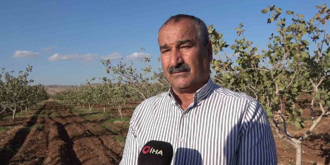 Zeytin ve buğdaydan umduğunu bulamayan çiftçi, fıstıkta güldü! 13 bin ağaçta hasat başladı: Bölgenin yeni umudu oldu 6